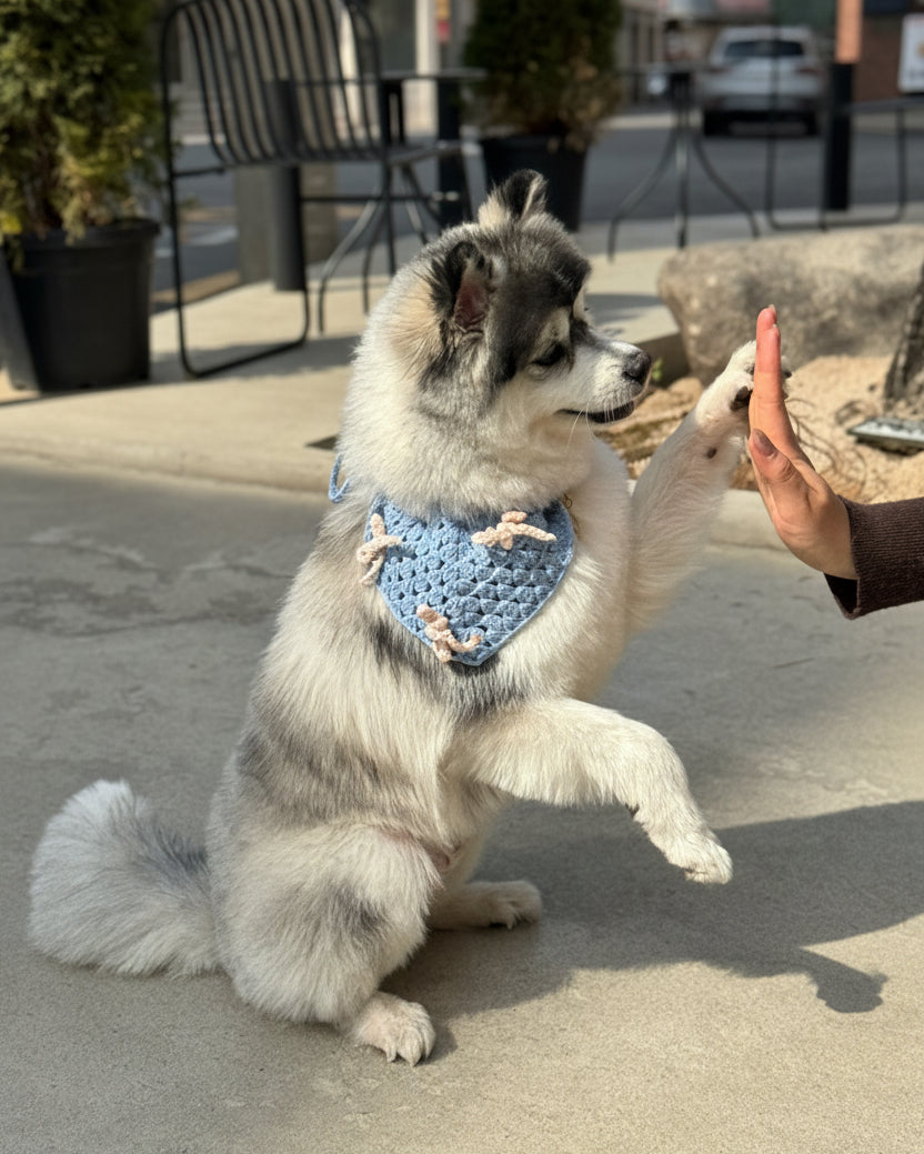 Dog giving a high-five to a person outdoors on a sidewalk.